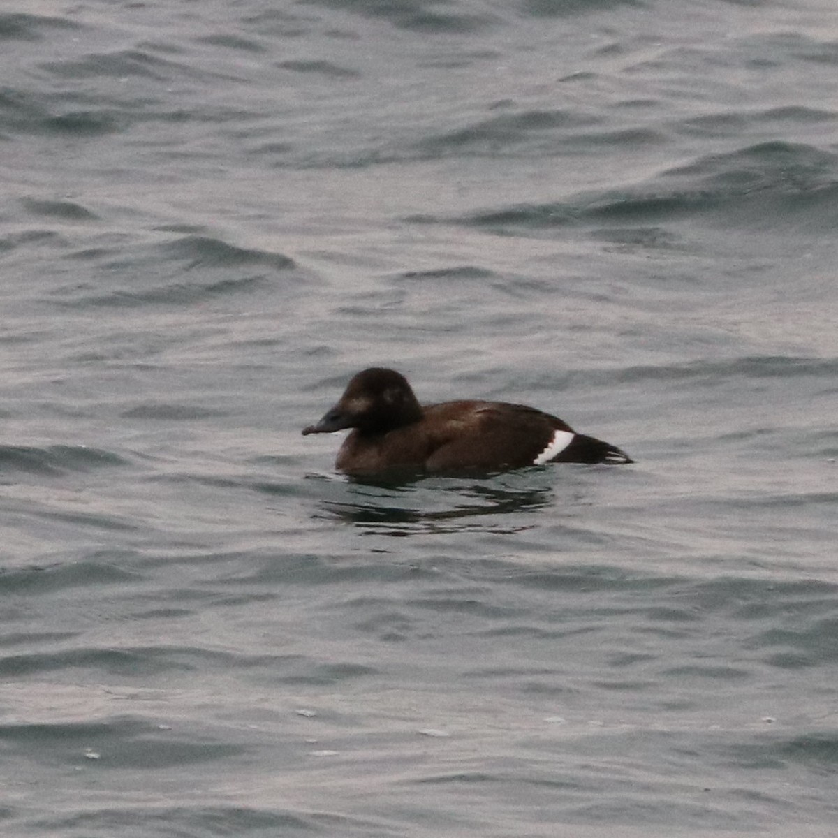 White-winged Scoter - Mark Brown