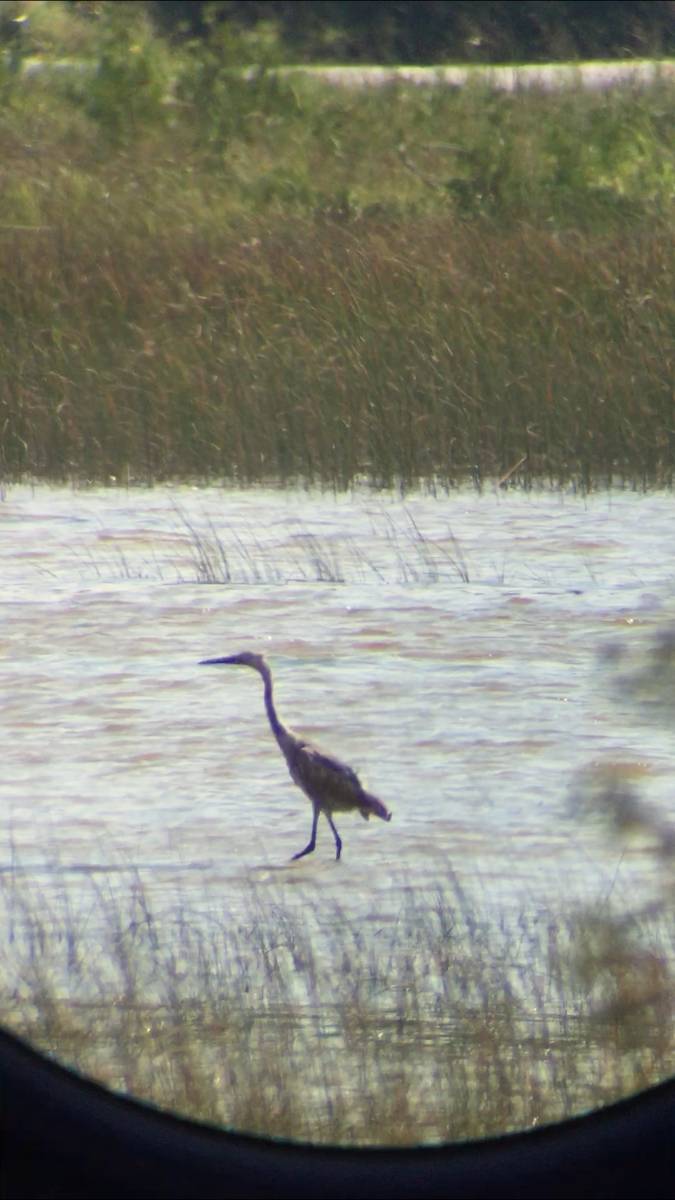 Reddish Egret - ML139239221