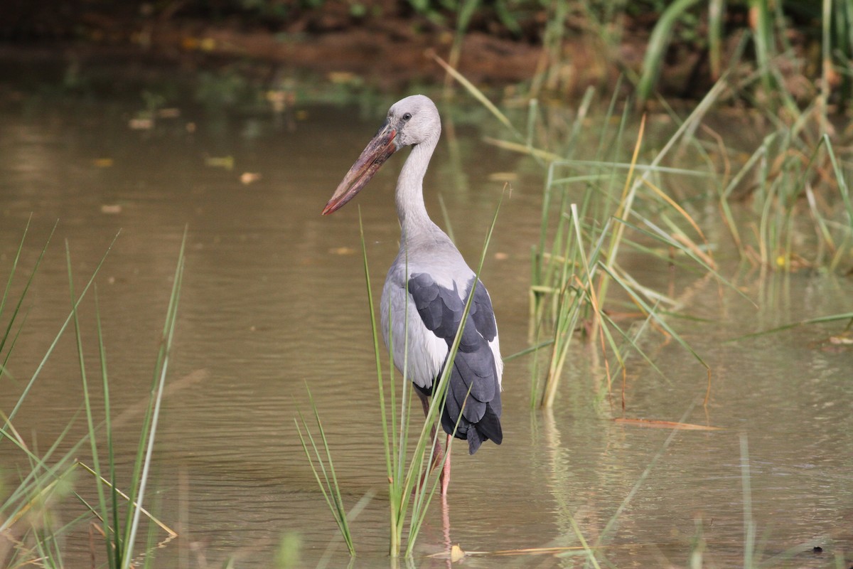 Asian Openbill - Alen Lin