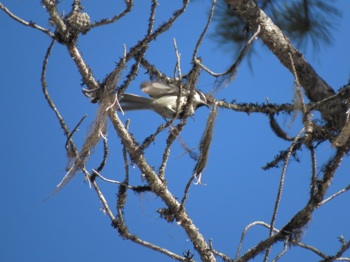 Mountain Chickadee - ML139244491