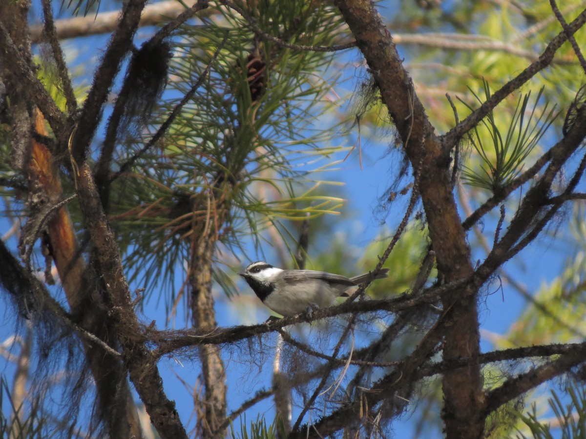 Mountain Chickadee - ML139244501