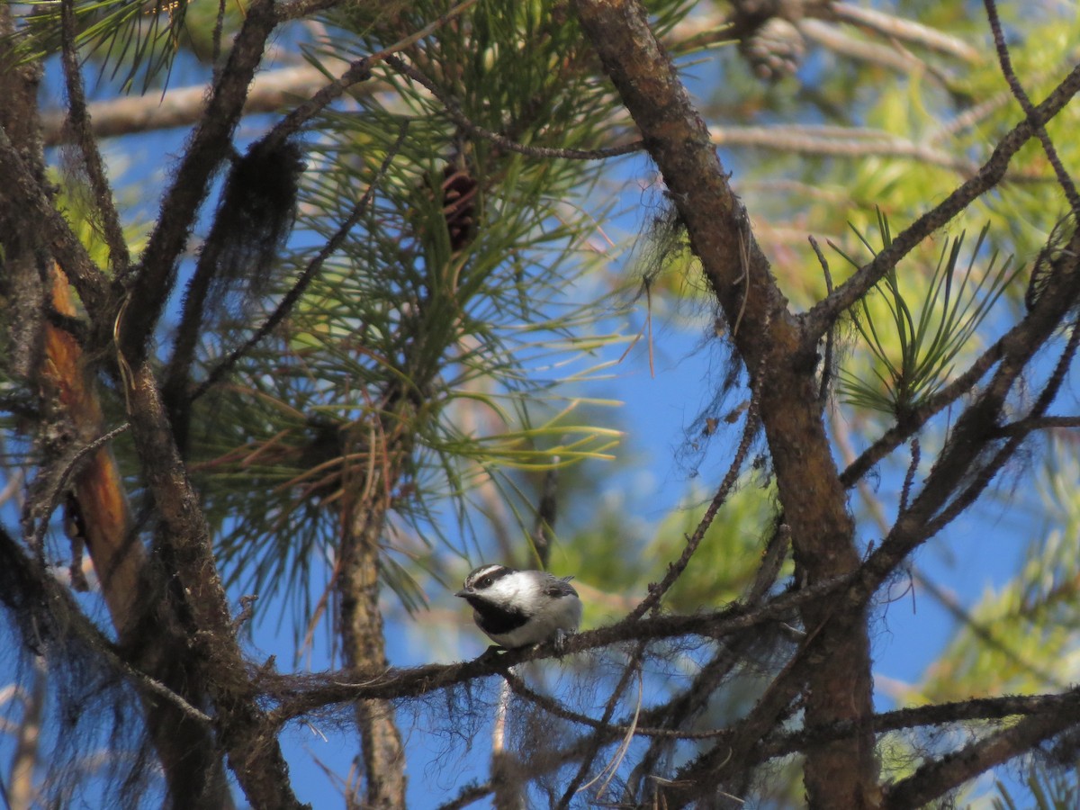 Mountain Chickadee - ML139244521