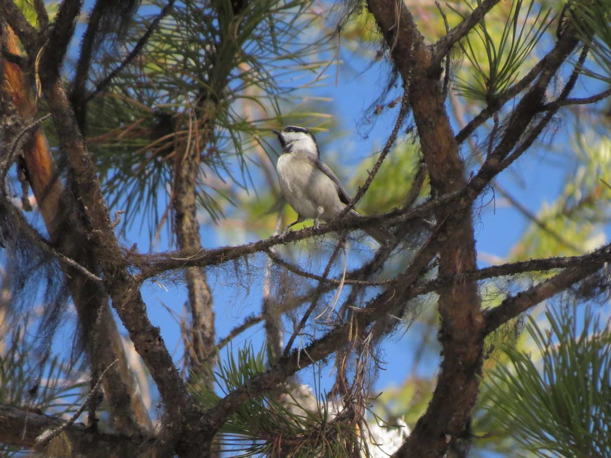 Mountain Chickadee - Matthew Hunter