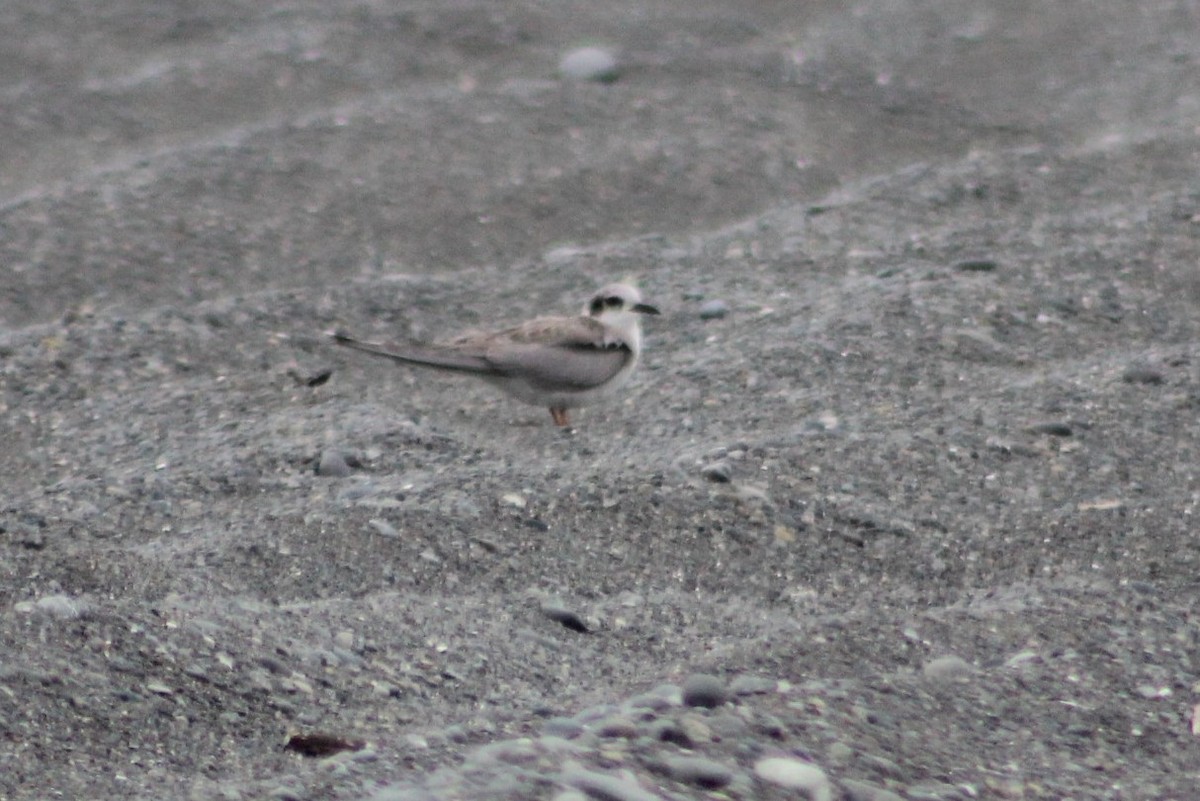 Black-fronted Tern - ML139244601