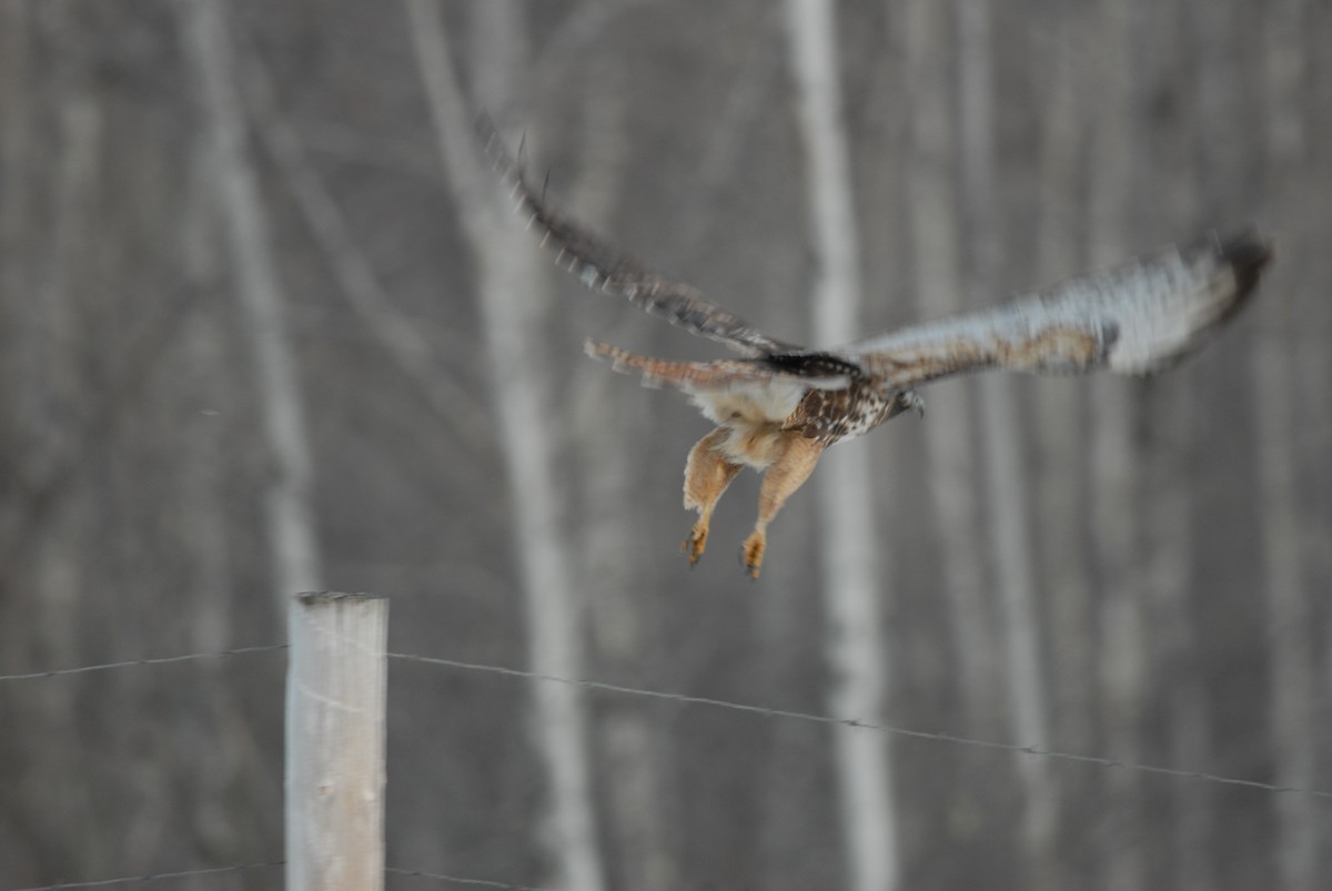 Red-tailed Hawk (calurus/alascensis) - ML139244771