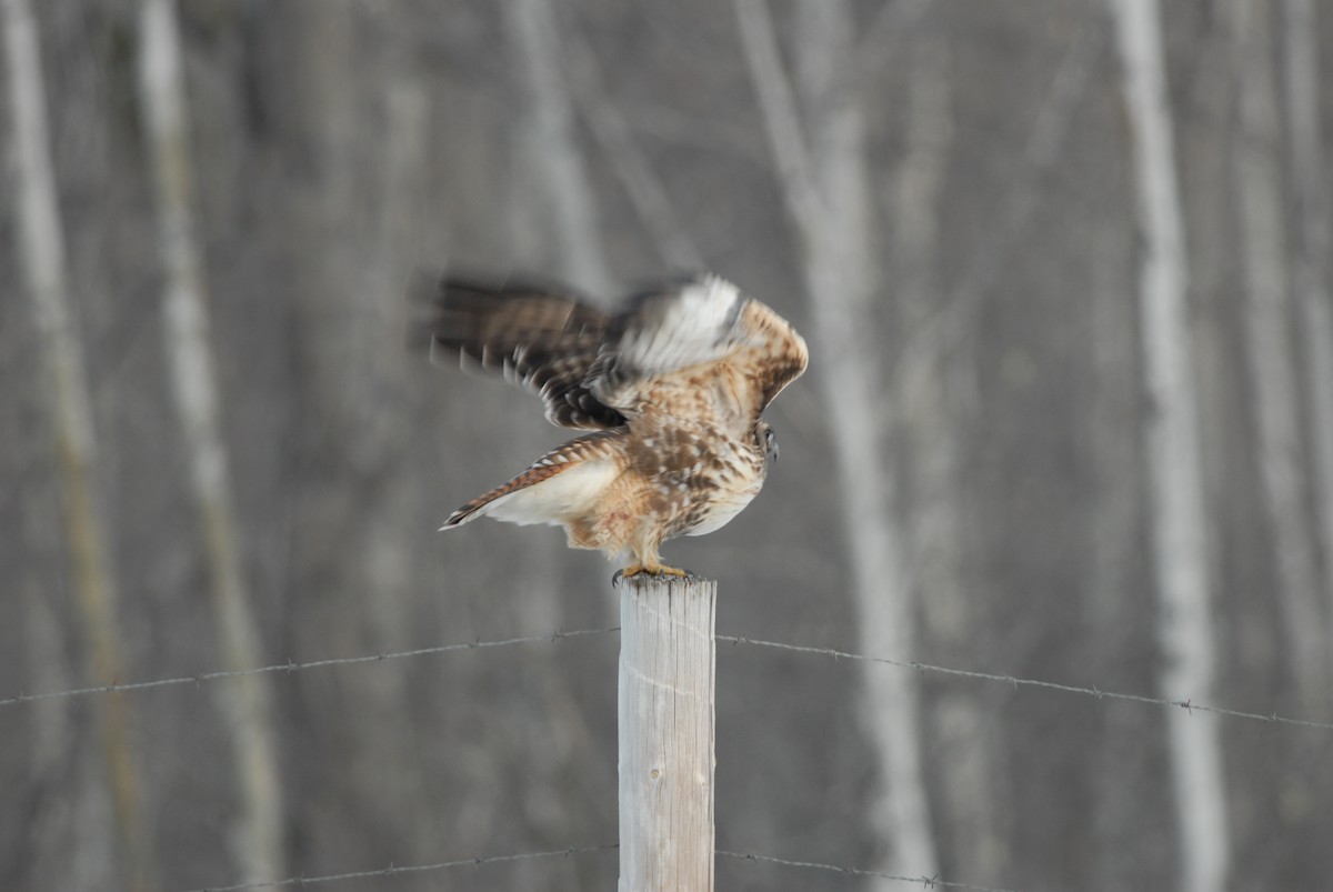 Red-tailed Hawk (calurus/alascensis) - ML139244781