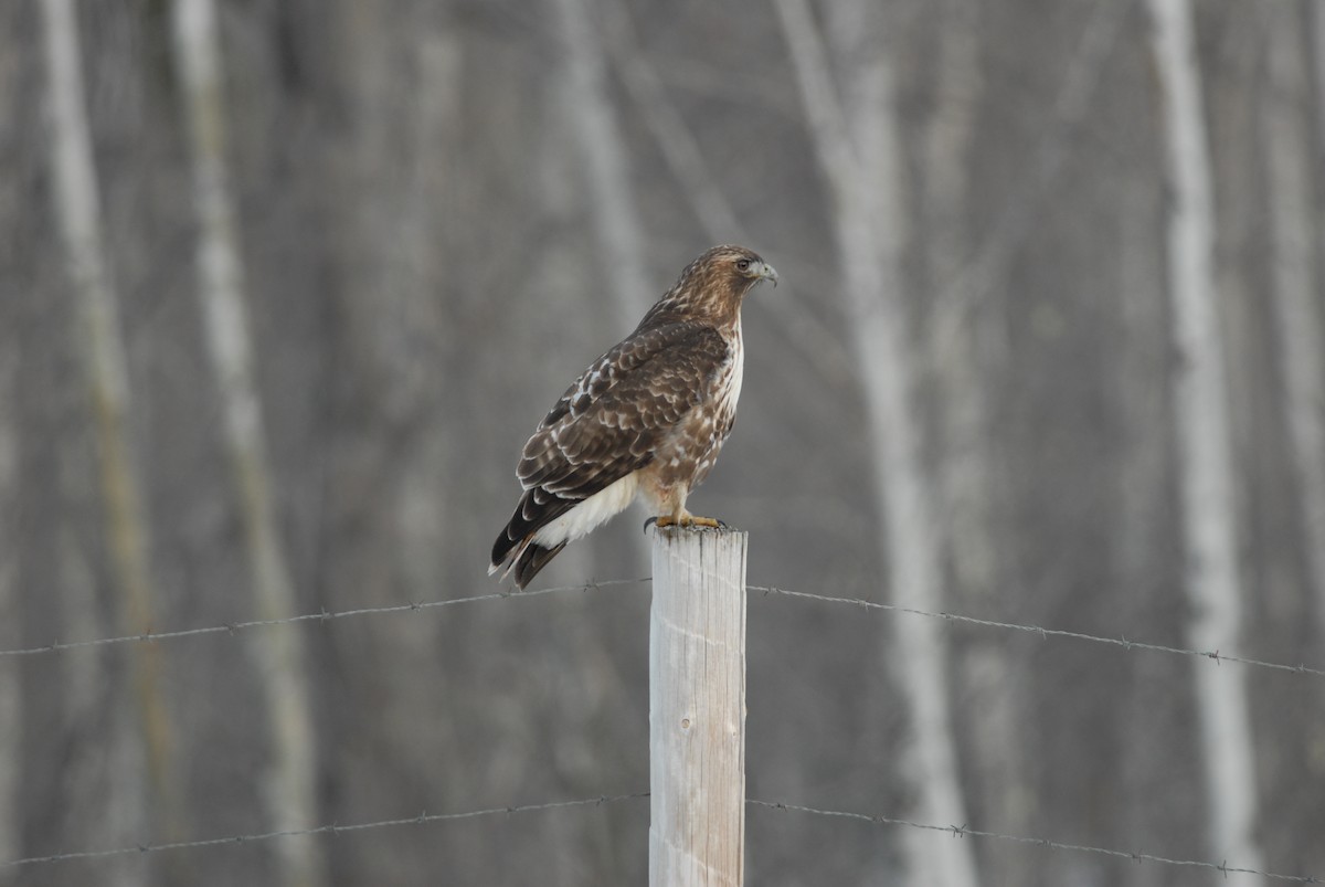 Red-tailed Hawk (calurus/alascensis) - ML139244791
