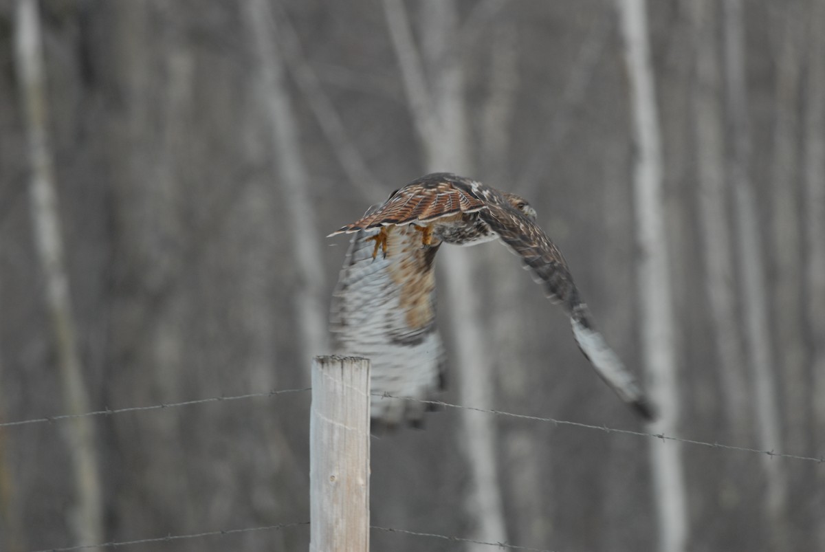 Red-tailed Hawk (calurus/alascensis) - ML139244811