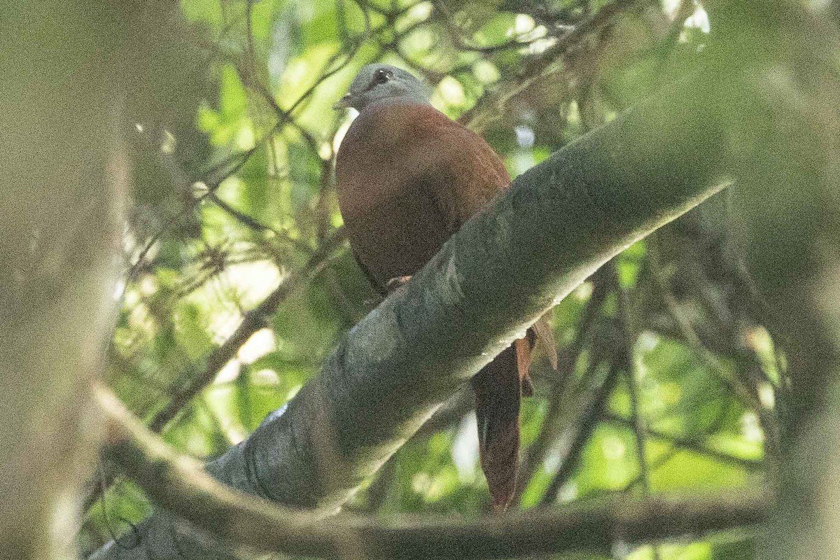 Blue-headed Wood-Dove - ML139245161