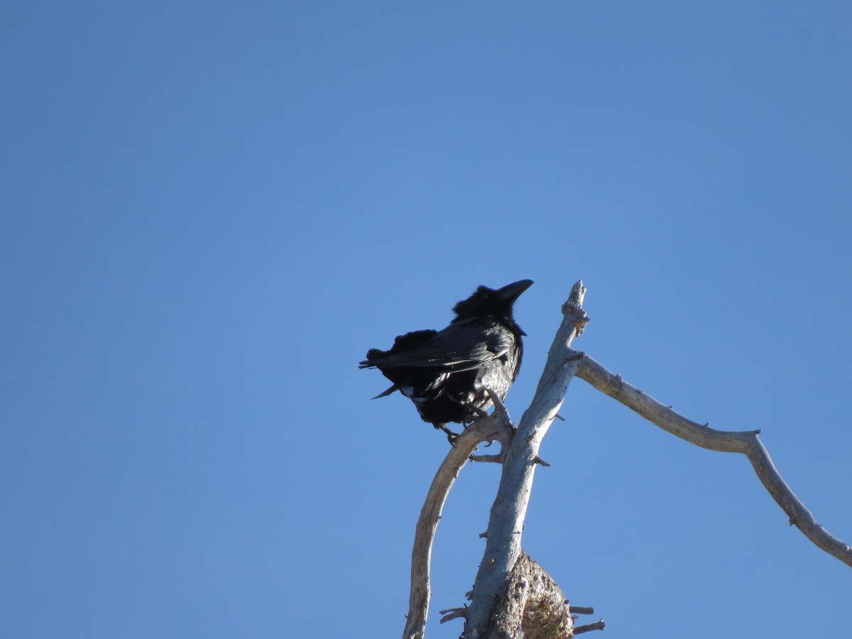 Common Raven - ML139245611