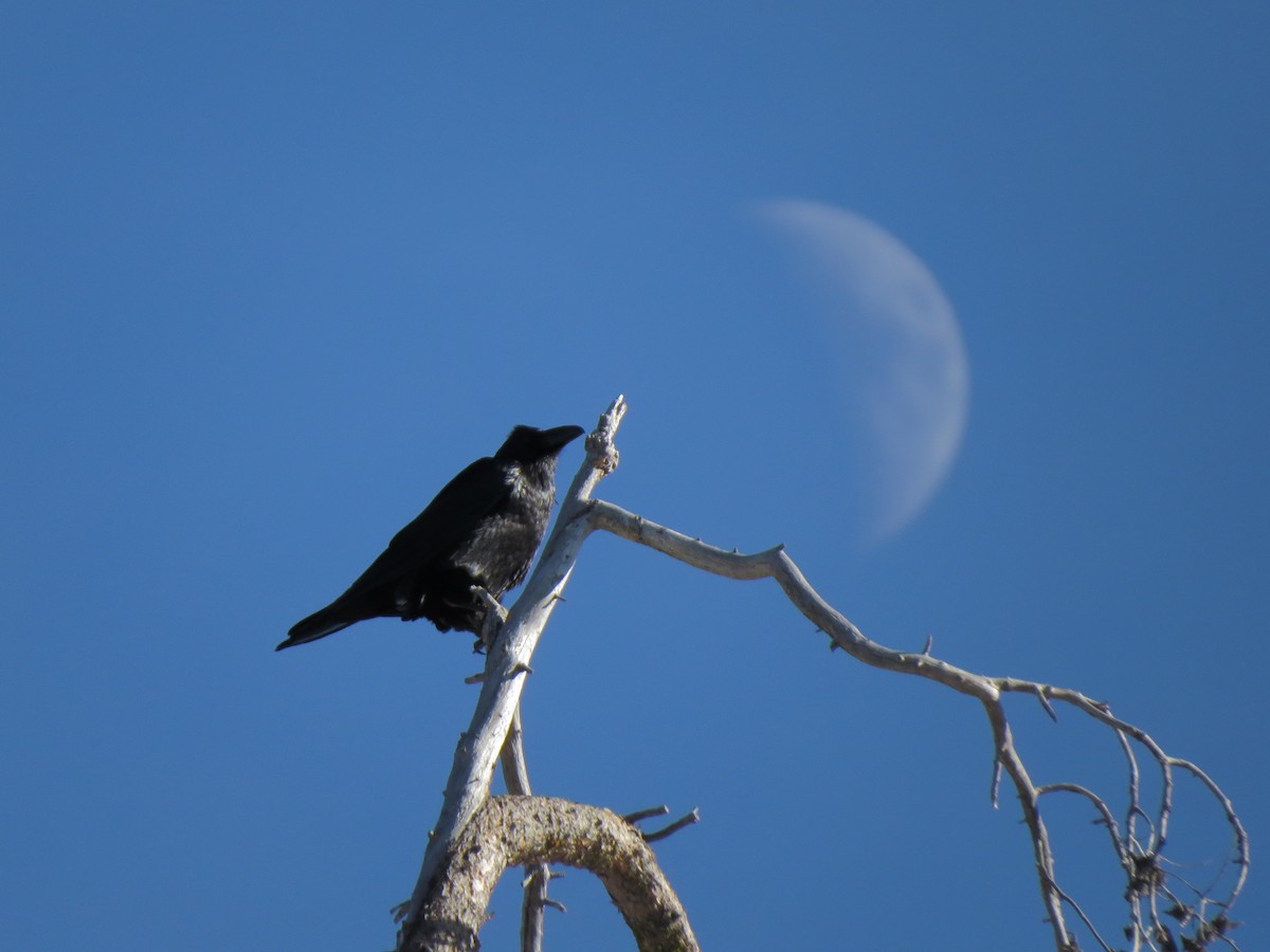 Common Raven - ML139245631