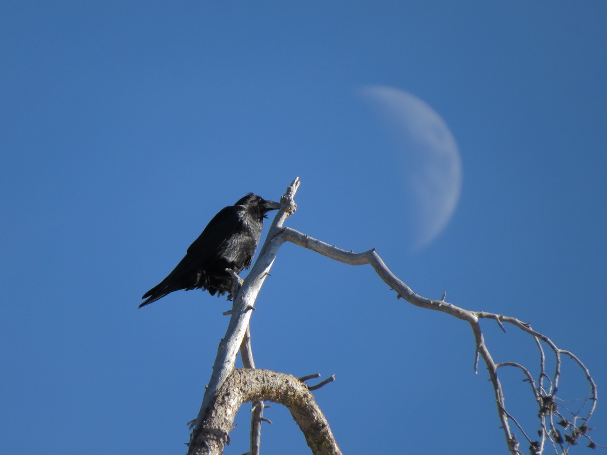 Common Raven - ML139245641