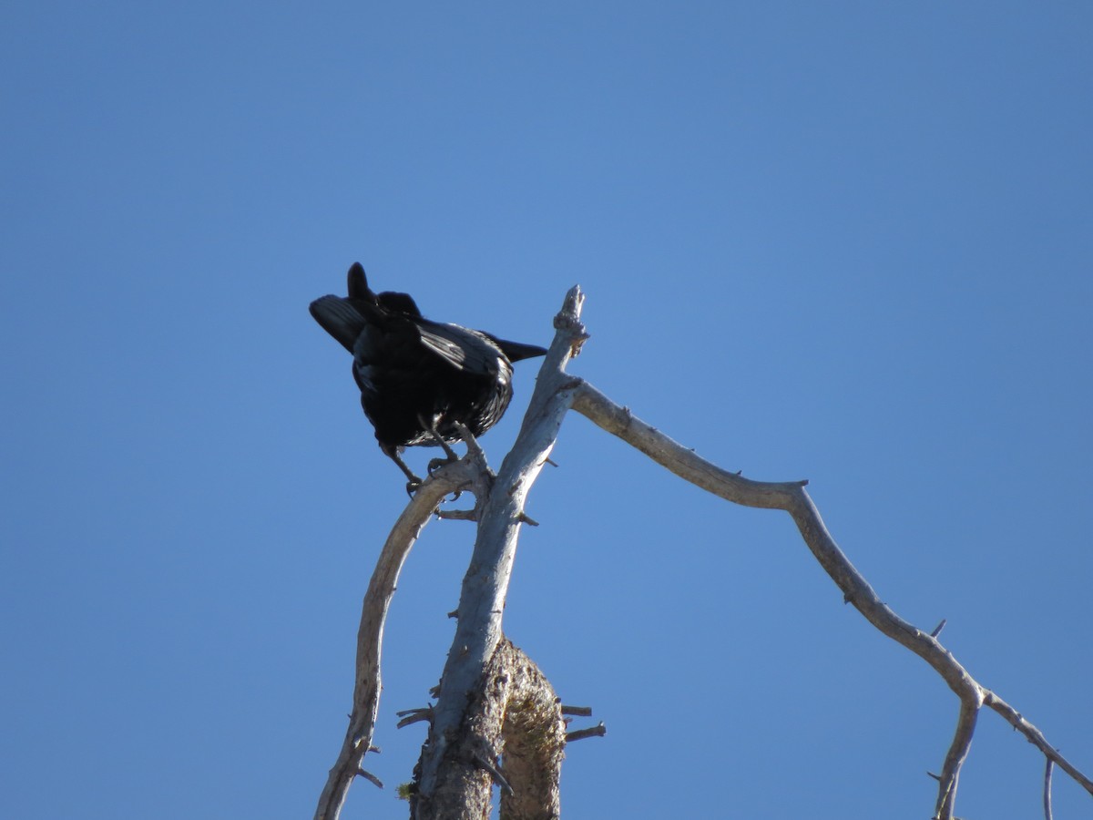 Common Raven - ML139245651