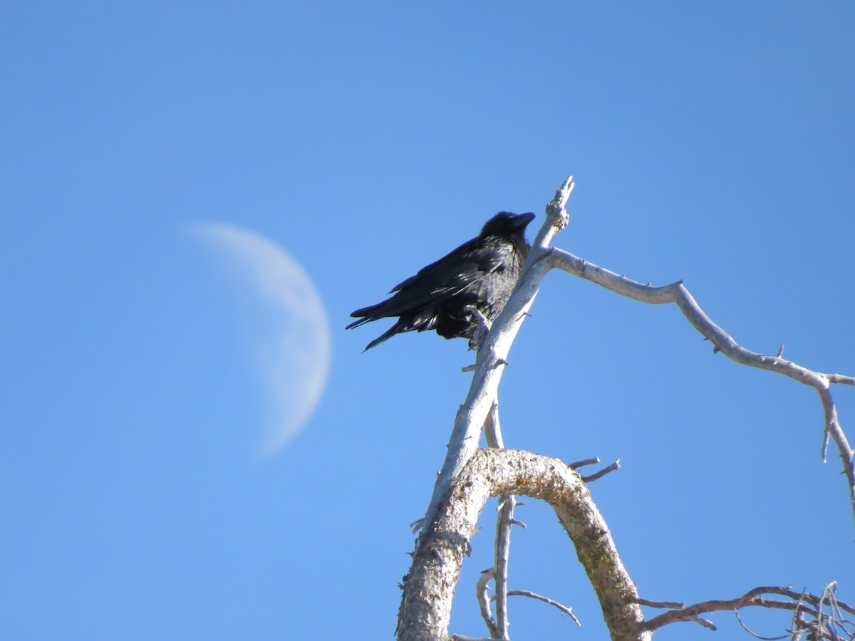 Common Raven - ML139245671