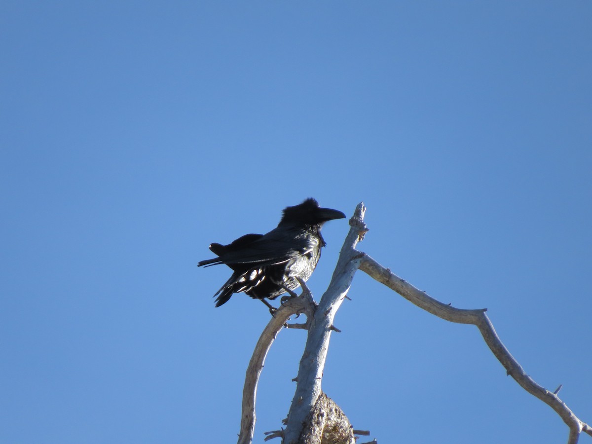 Common Raven - ML139245691