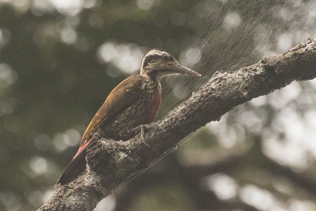 Fire-bellied Woodpecker - ML139245811