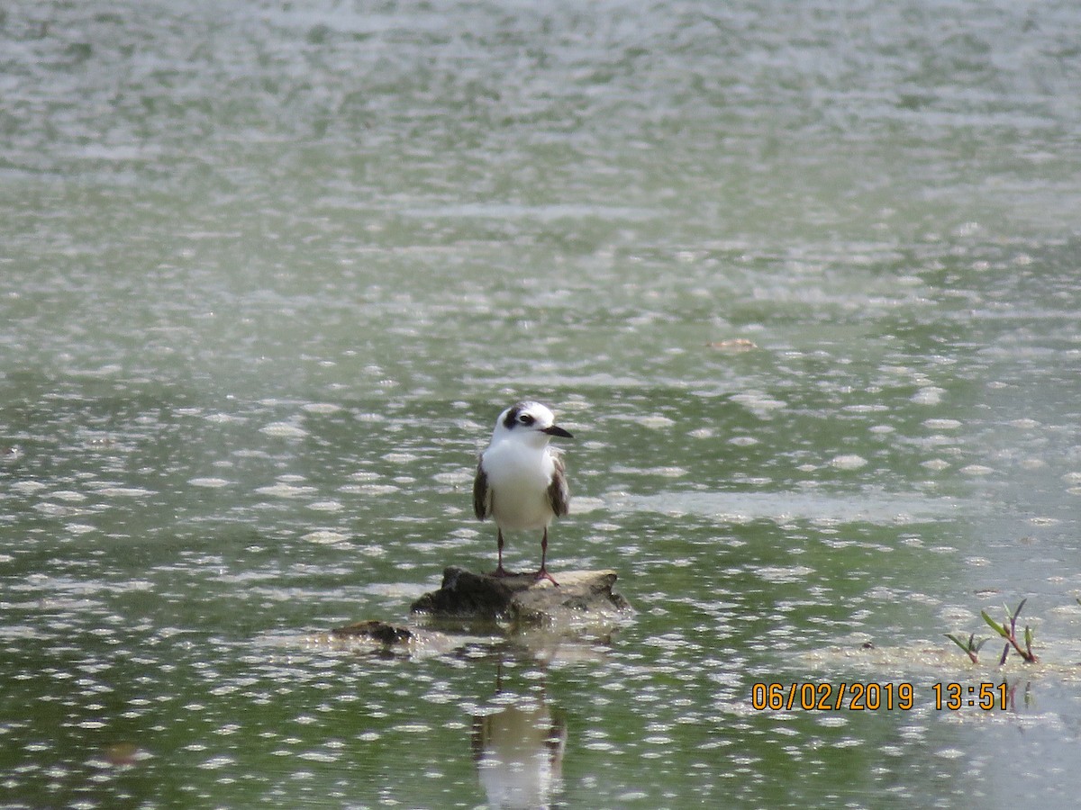 White-winged Tern - ML139246141