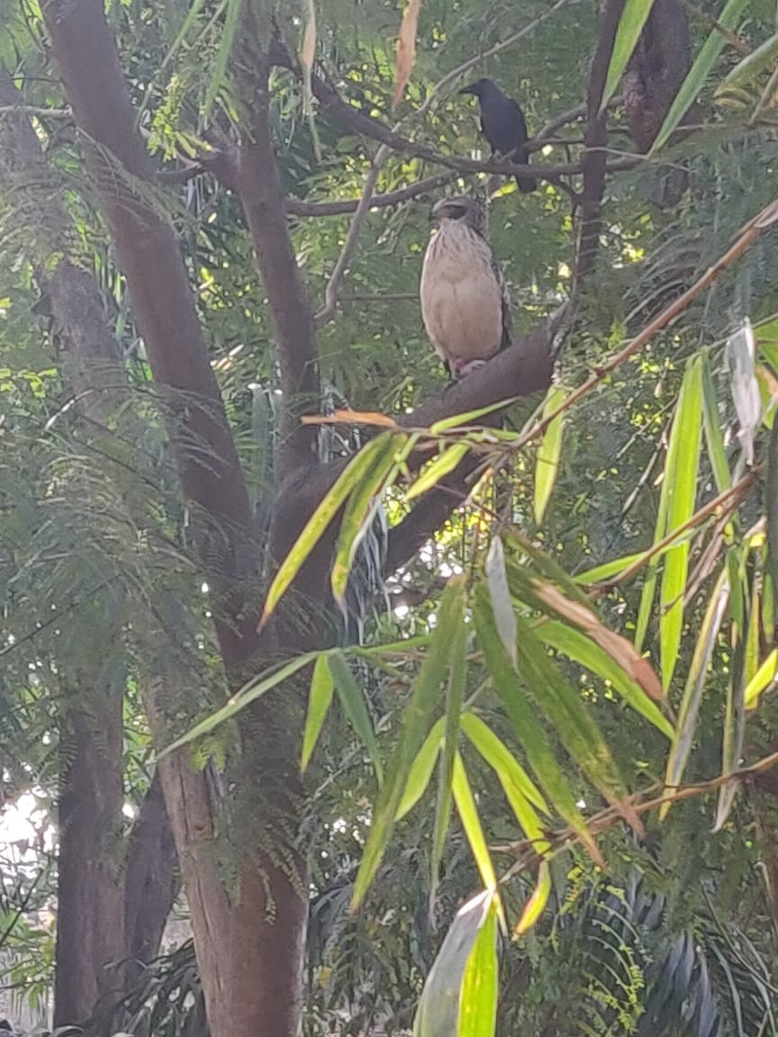 Crested Serpent-Eagle - ML139246231