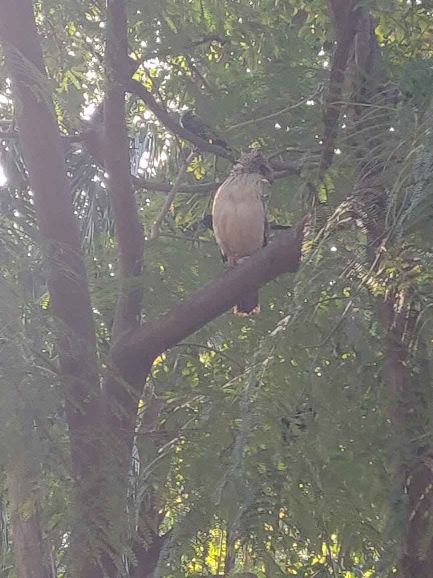 Crested Serpent-Eagle - ML139246261