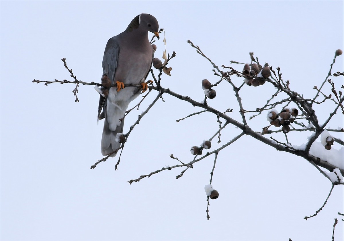 Band-tailed Pigeon - ML139247541