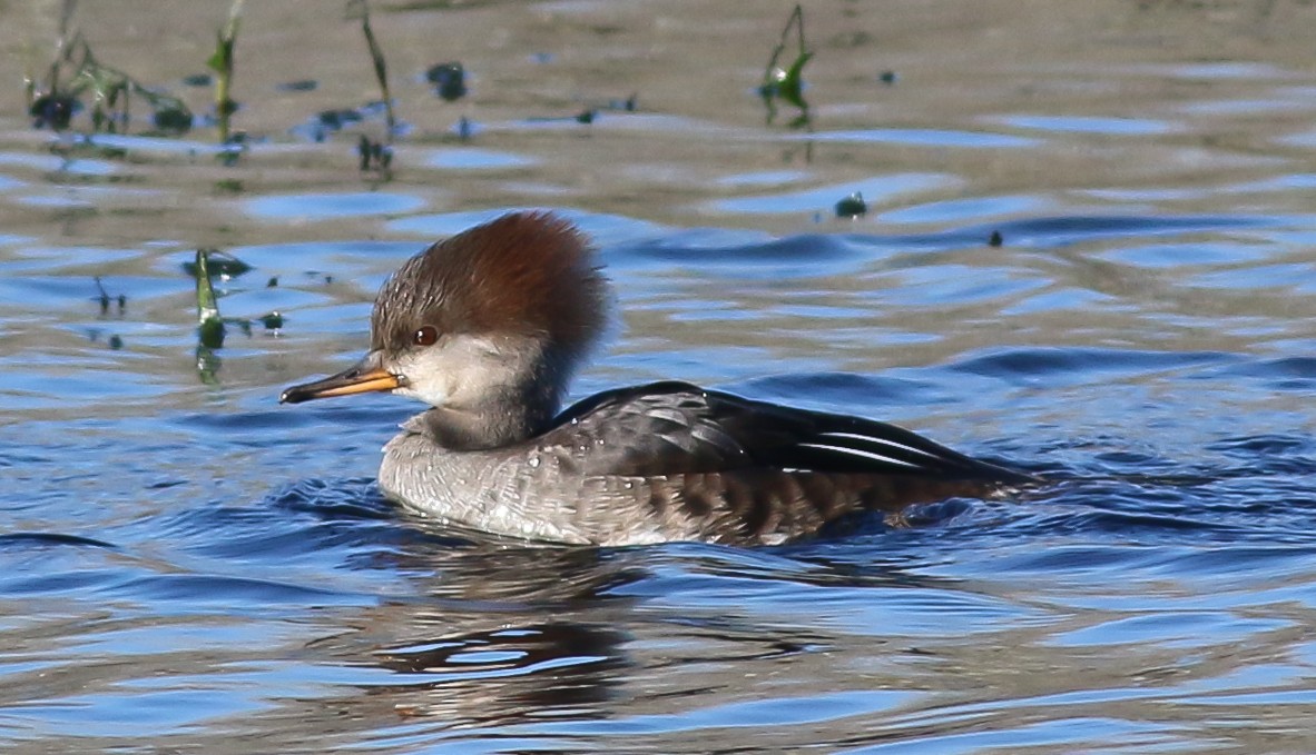 Hooded Merganser - Kirk Swenson