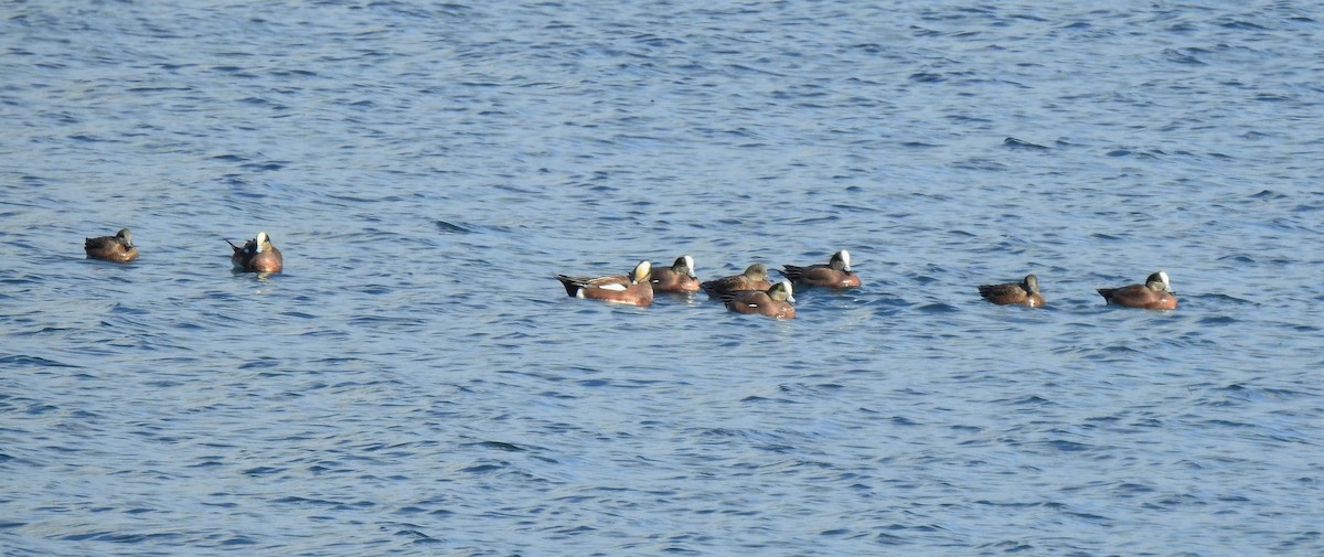 American Wigeon - ML139250471