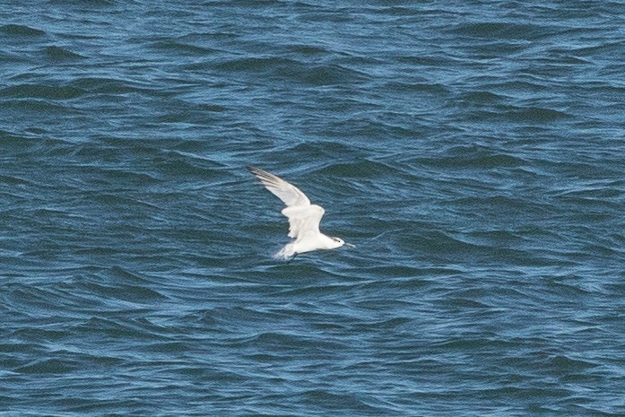 Sandwich Tern (Eurasian) - ML139250971