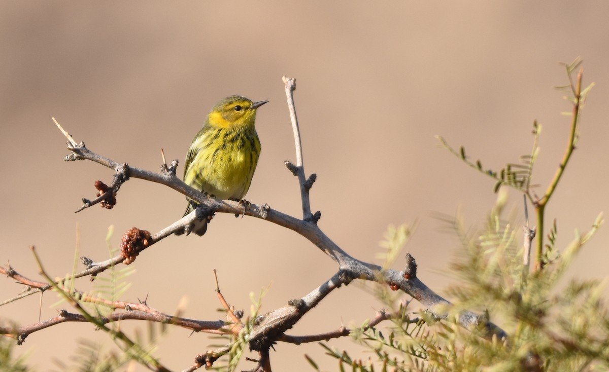 Cape May Warbler - ML139251041