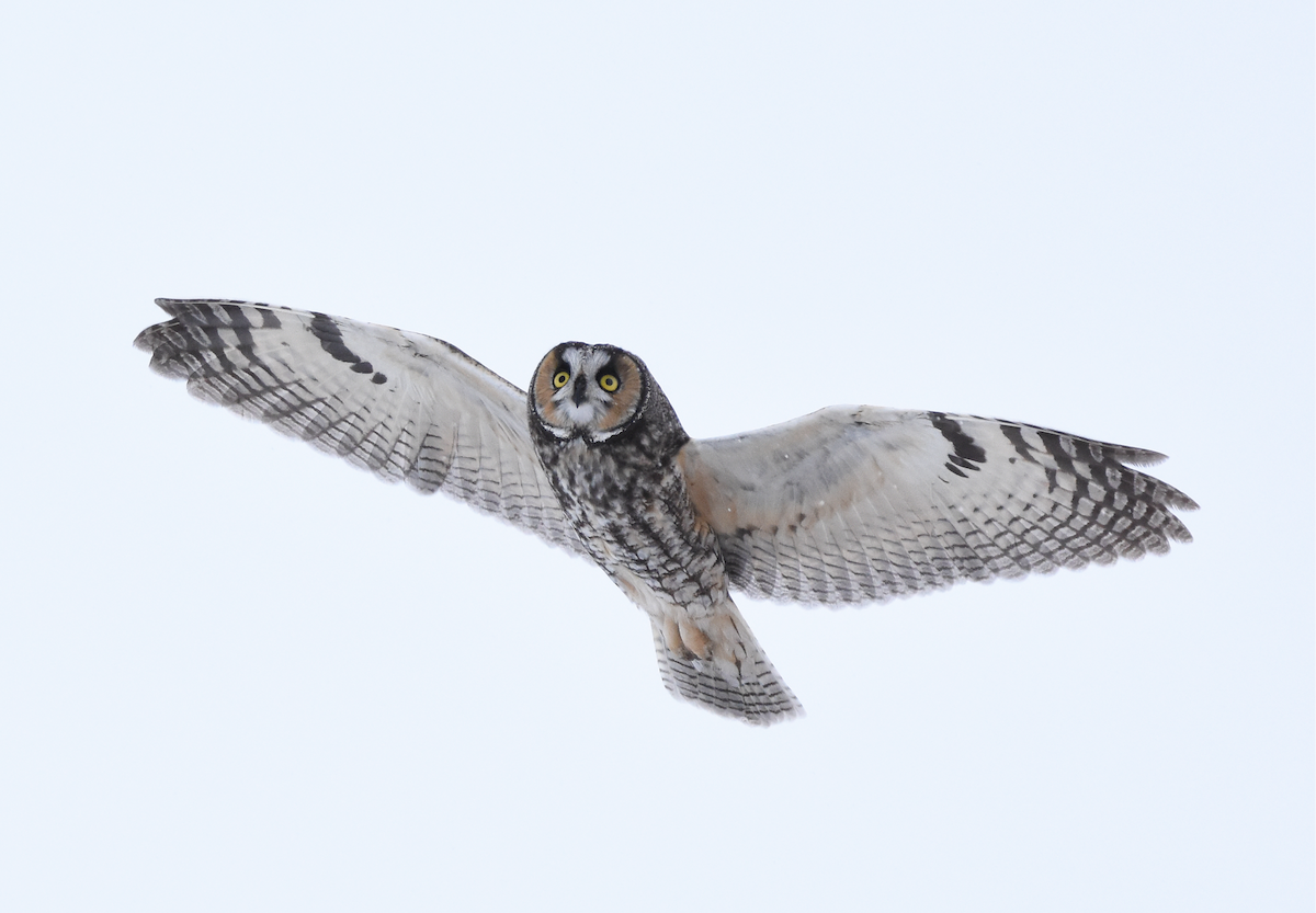 Long-eared Owl - Christopher Lindsey