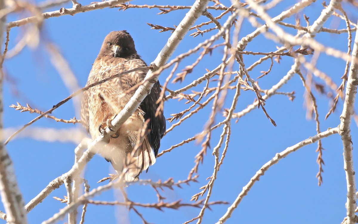 Red-tailed Hawk - ML139251921