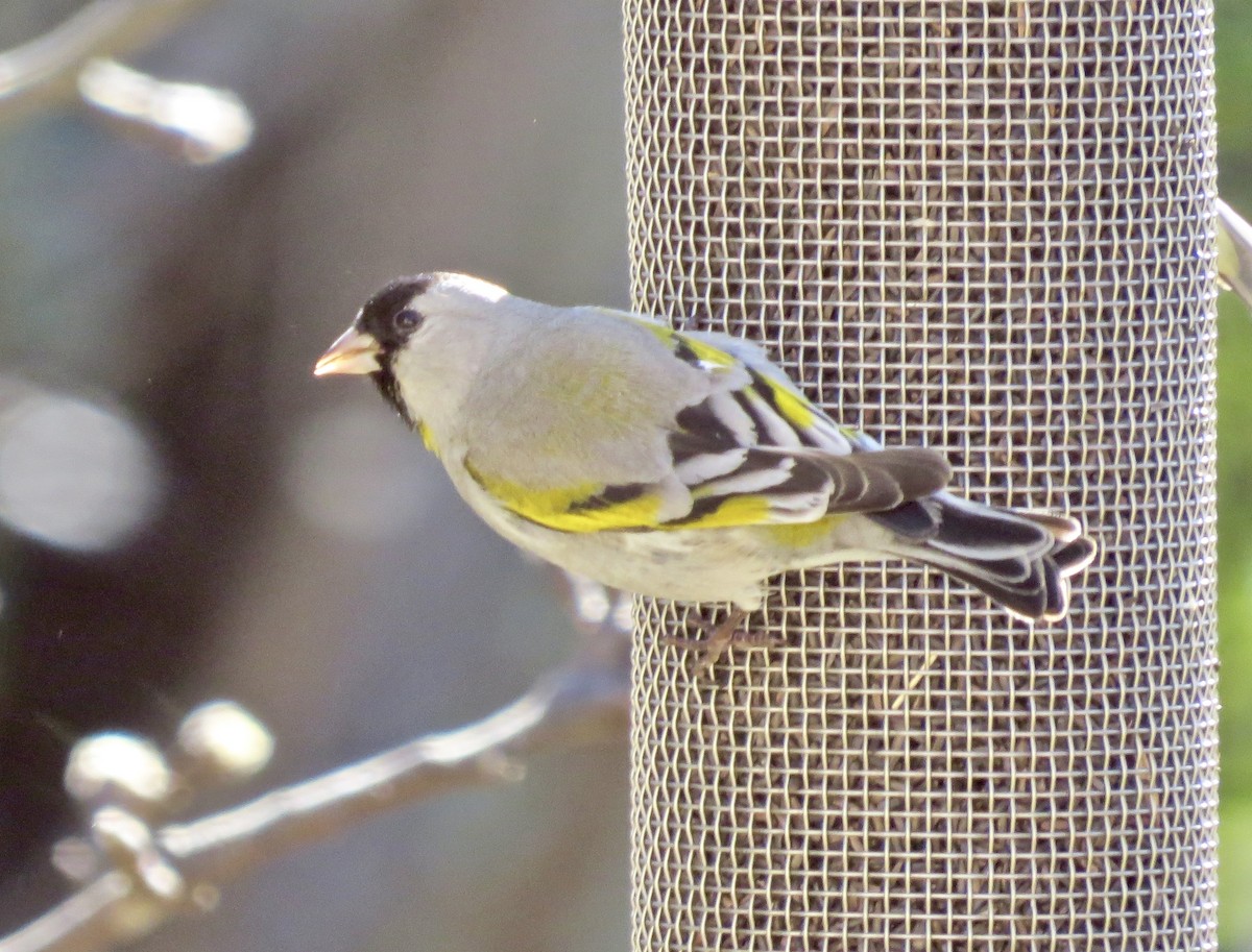 Lawrence's Goldfinch - ML139253841