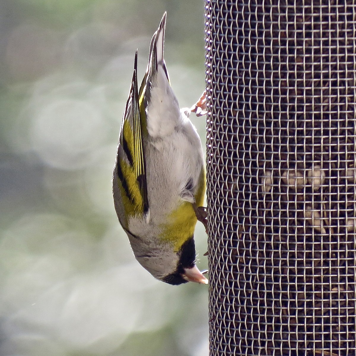 Lawrence's Goldfinch - ML139253971