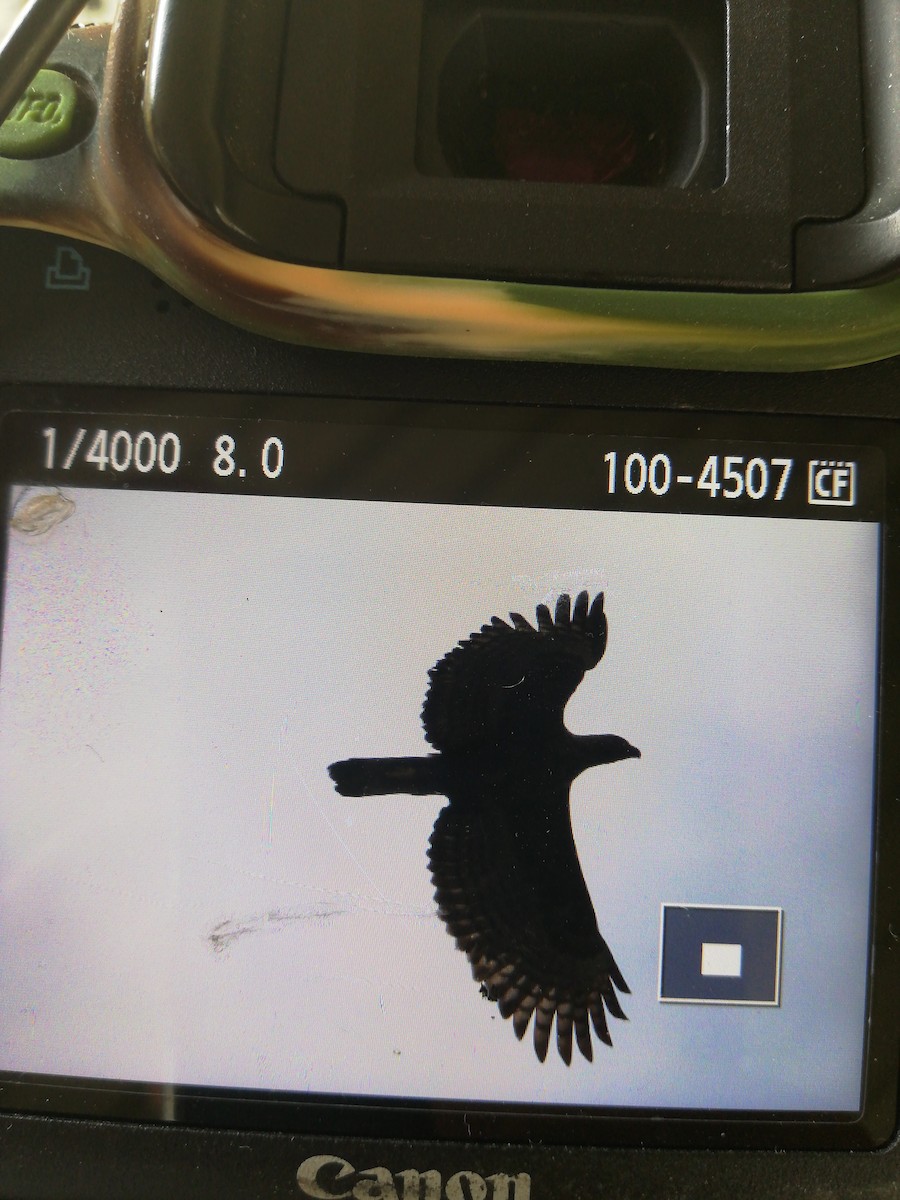 Changeable Hawk-Eagle (Changeable) - ML139255031