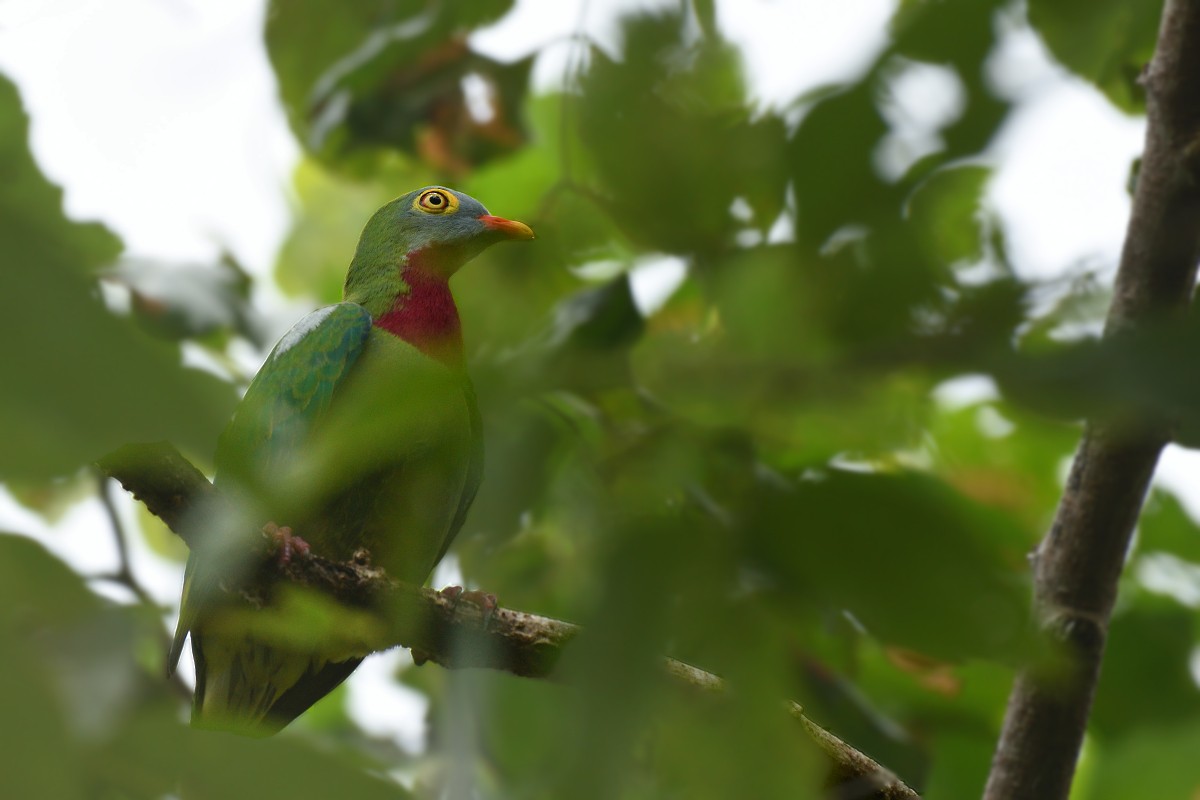 Claret-breasted Fruit-Dove - ML139256111