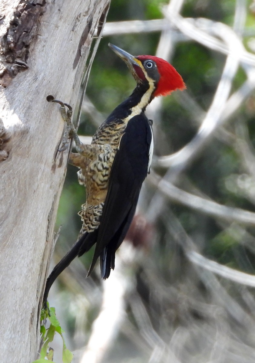 Lineated Woodpecker - Lauri Taylor