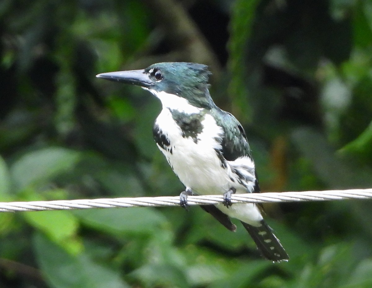 Amazon Kingfisher - ML139257041