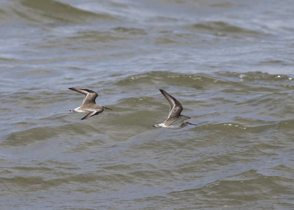 Curlew Sandpiper - ML139257561