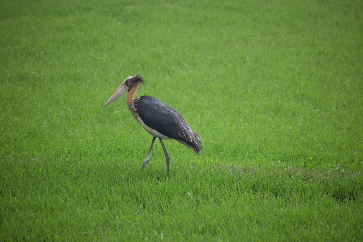 Lesser Adjutant - ML139258501