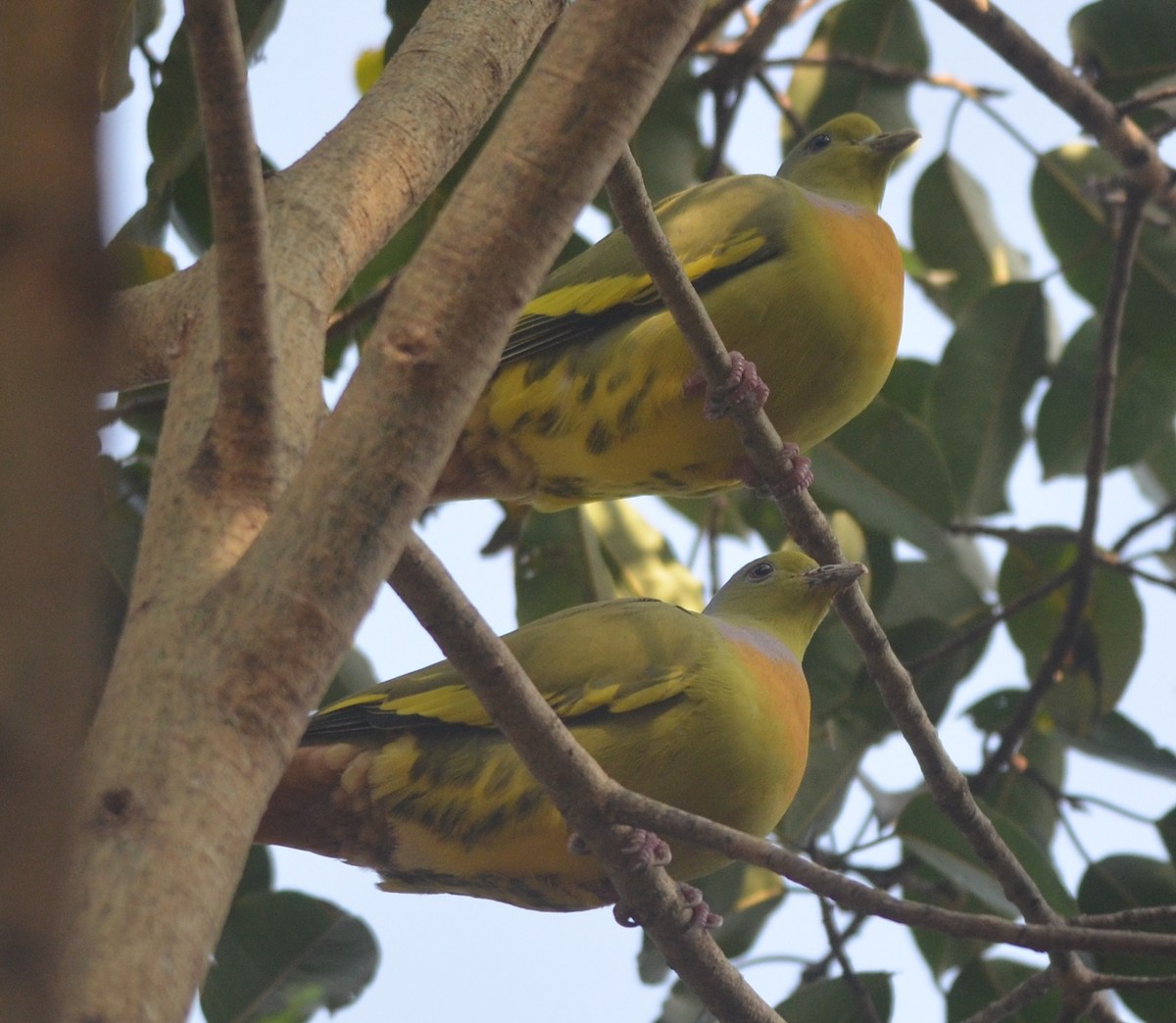 橙胸綠鳩 - ML139258561