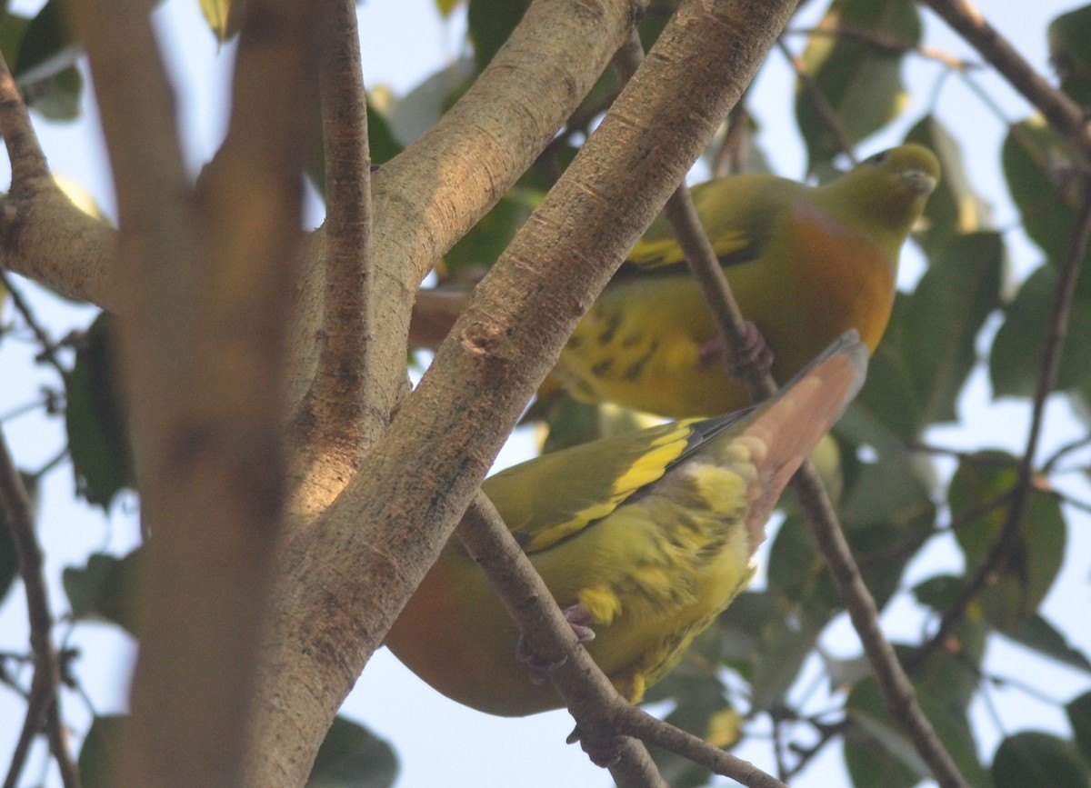 橙胸綠鳩 - ML139258571