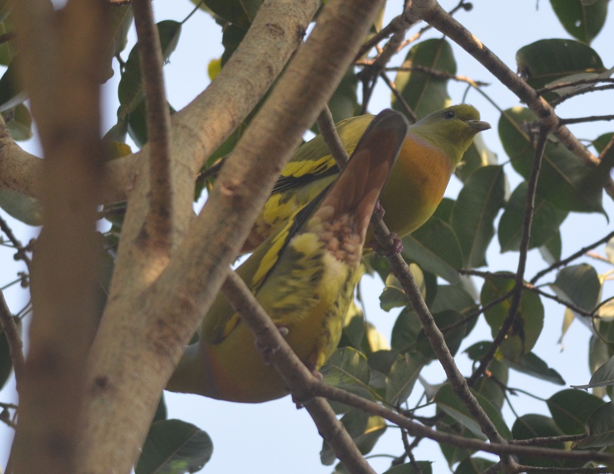 Orange-breasted Green-Pigeon - ML139258581