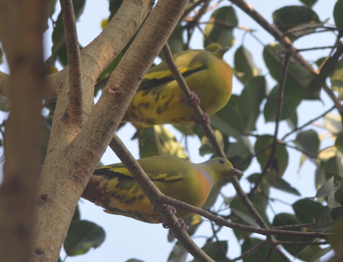 橙胸綠鳩 - ML139258591