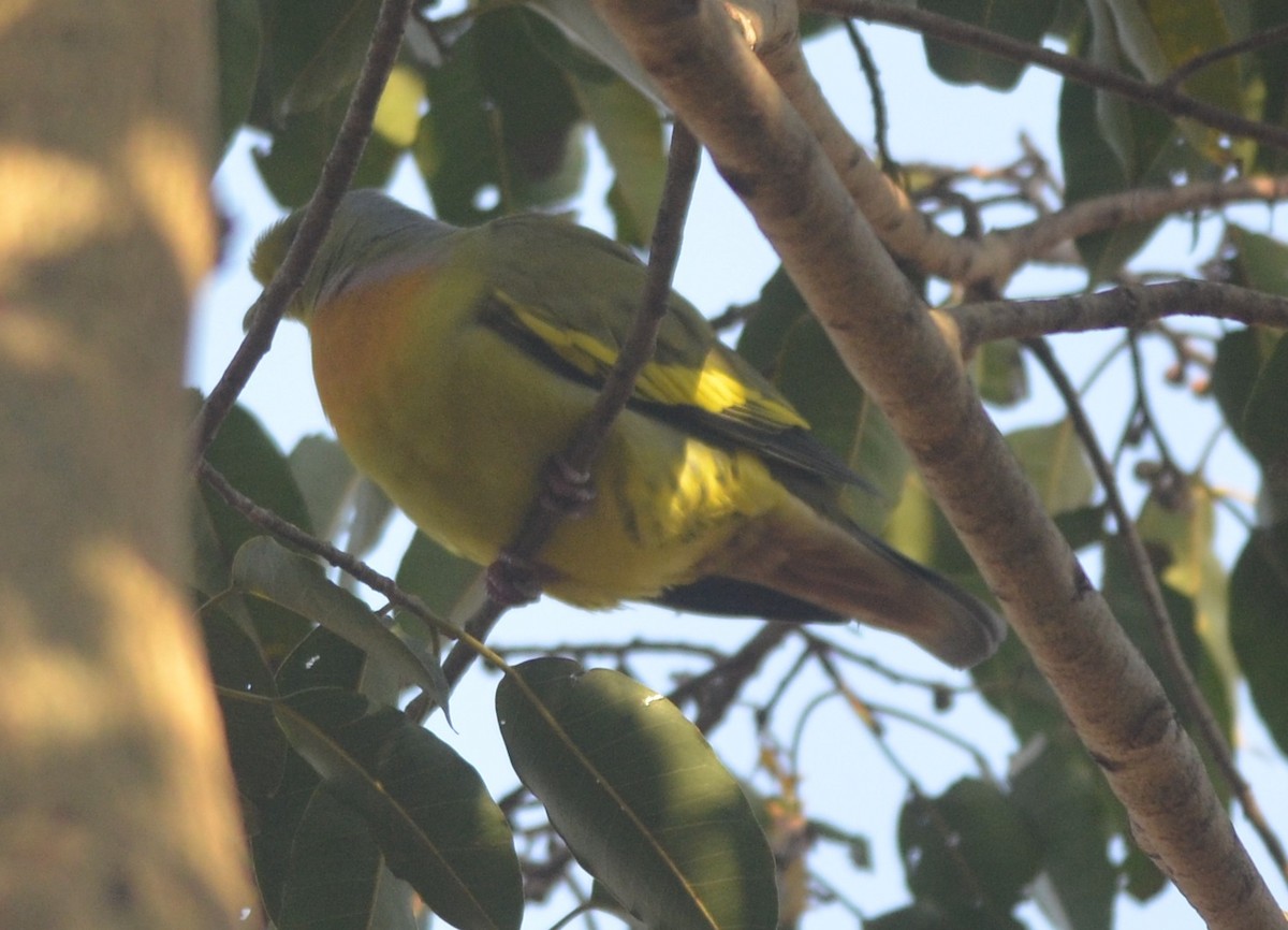 Orange-breasted Green-Pigeon - ML139258601