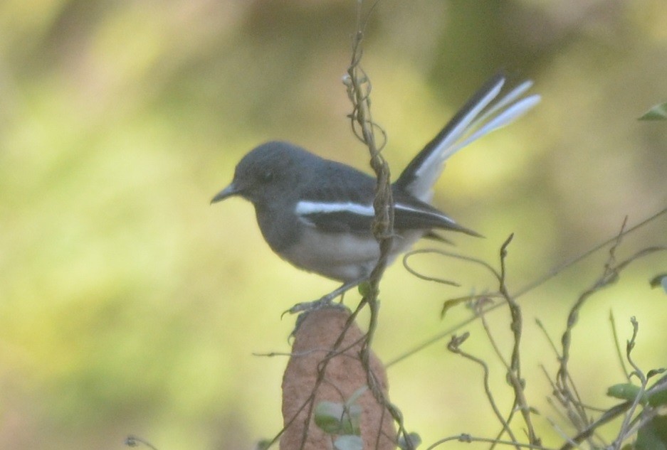 Oriental Magpie-Robin - ML139258631