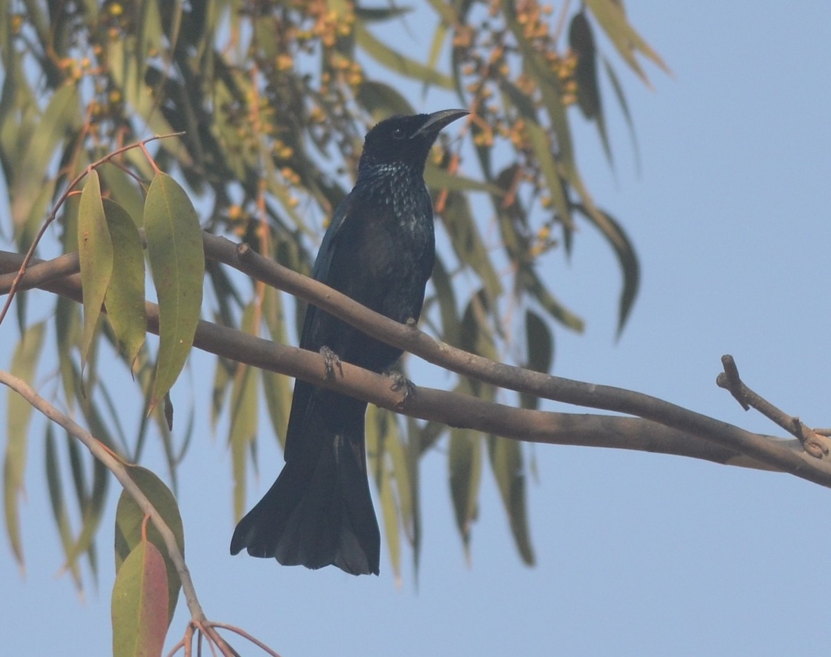 Drongo Crestudo - ML139258641