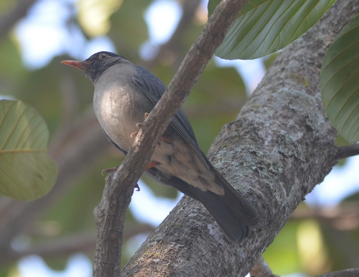 Indian Blackbird - ML139258771