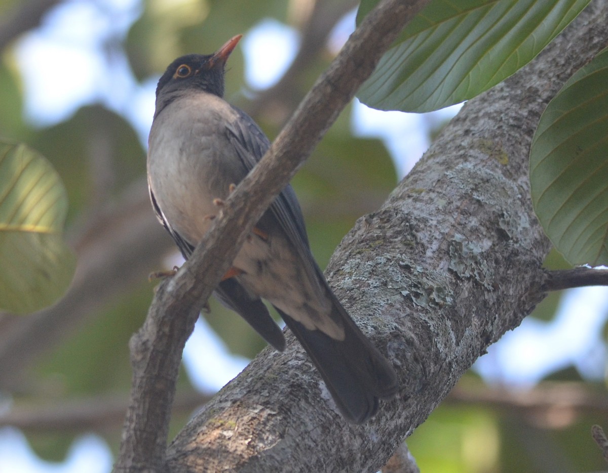 Indian Blackbird - ML139258781