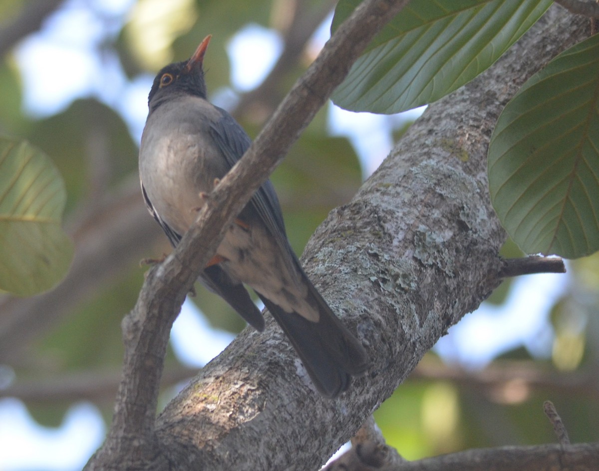 Indian Blackbird - ML139258791