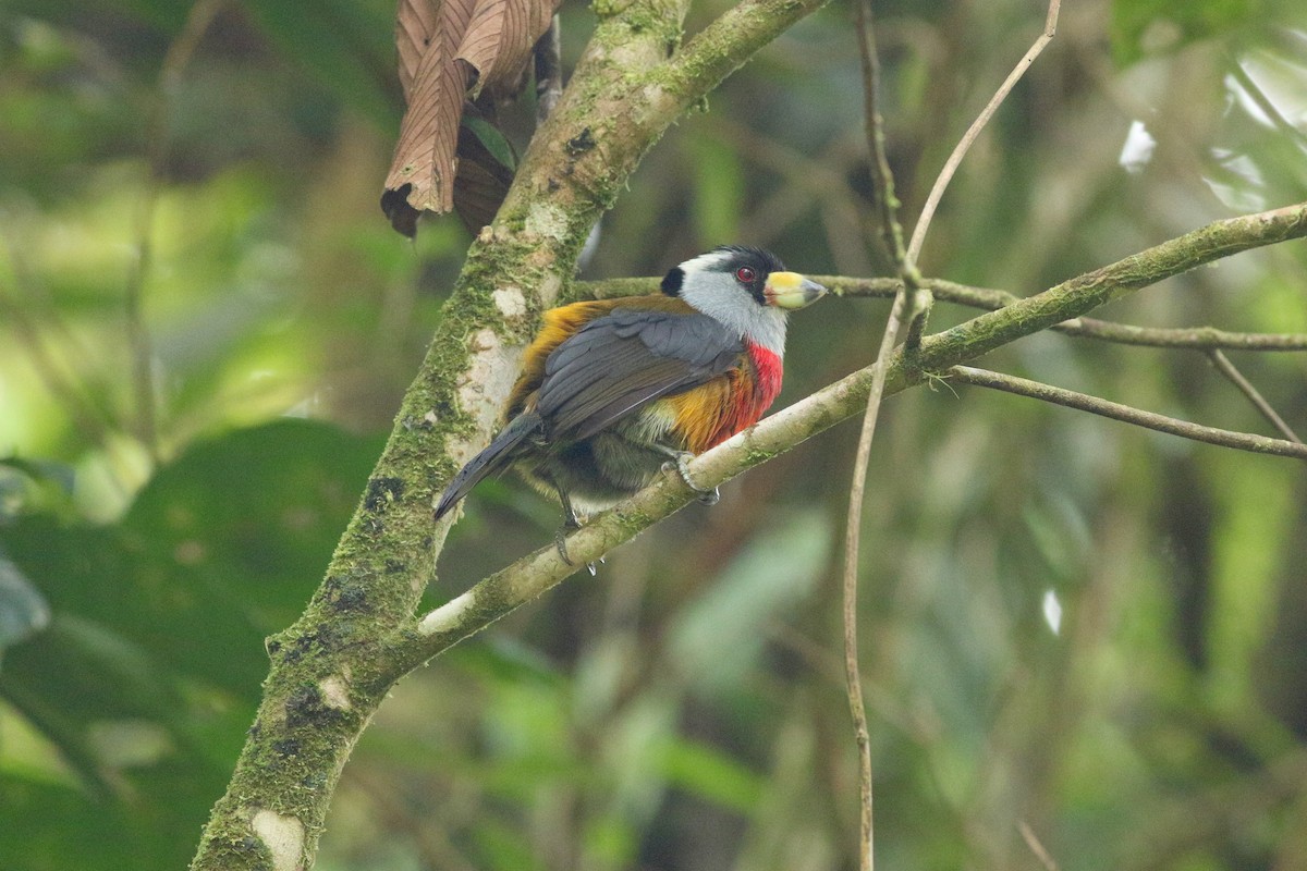 Cabézon toucan - ML139259831