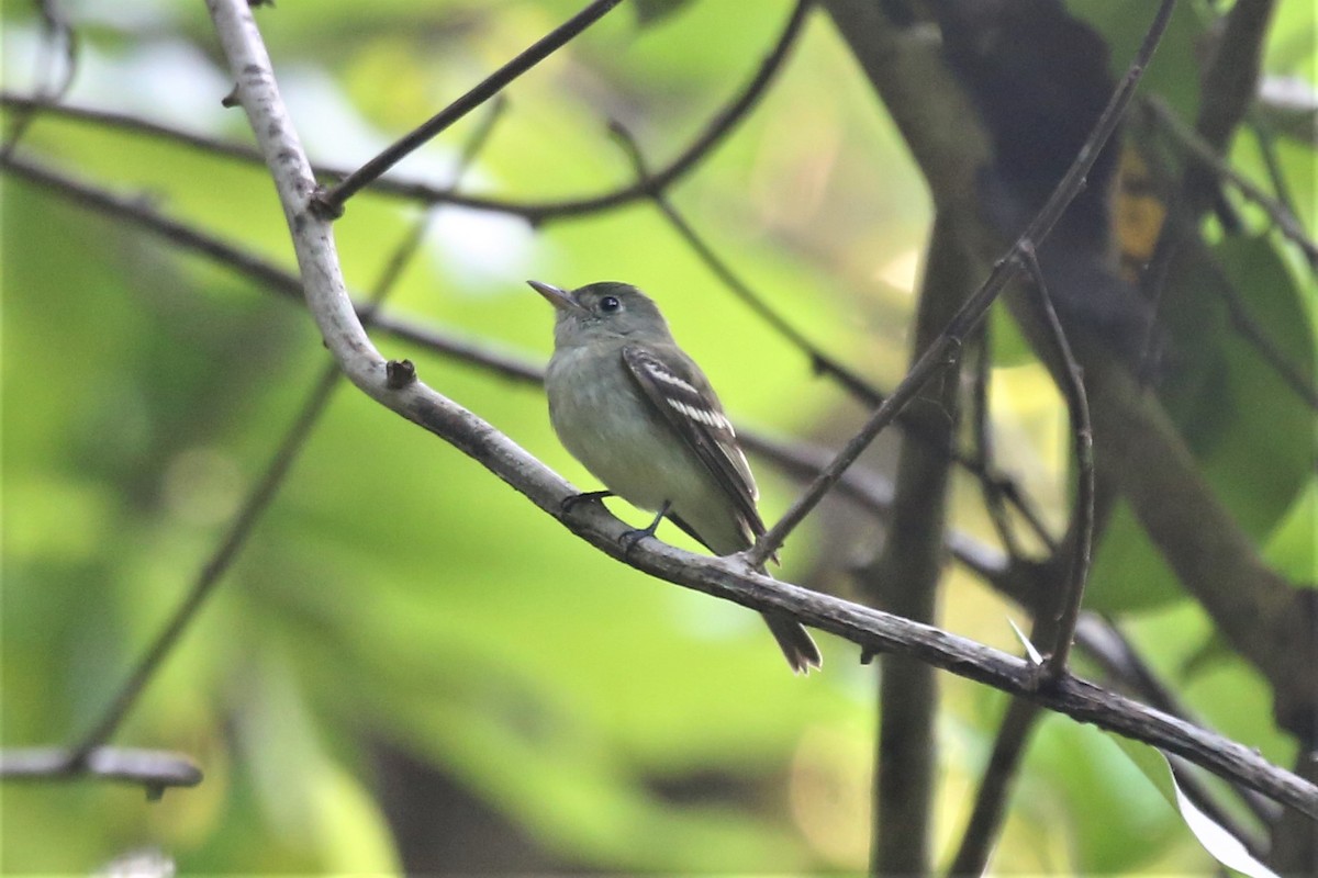 Acadian Flycatcher - ML139260111